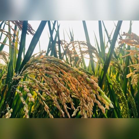 预计未来一个月天气,从秋高气爽到寒意渐浓,你准备好了吗? 预计未来一个月天气,从秋高气爽到寒意渐浓,你准备好了吗?