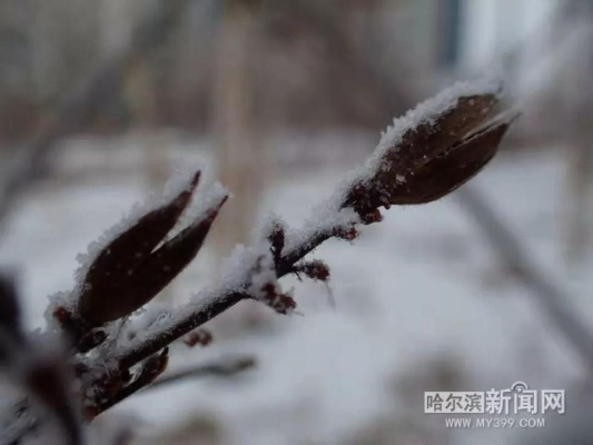 银装素裹待春归，哈尔滨将迎新一轮降雪天气