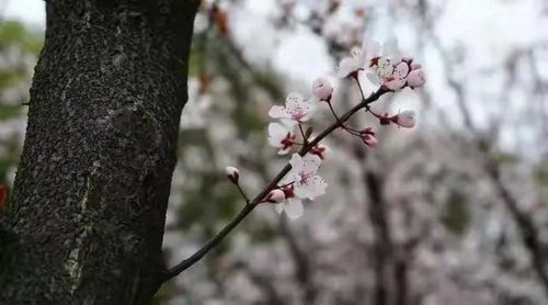 2025年4月昆明天气，春风不燥，阳光正好