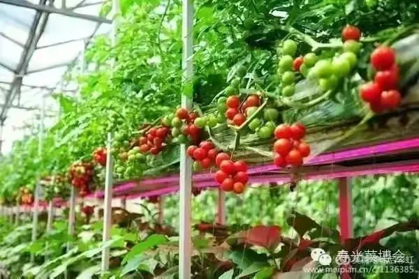 寿光天气，蔬菜之乡的风云密码